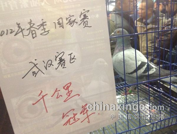 成都鸽友留言板，鸽子的温情与真挚友情故事