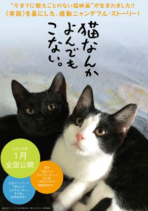 猫咪MV最新永久地域网名揭秘，体验科技魅力时刻的独家探索