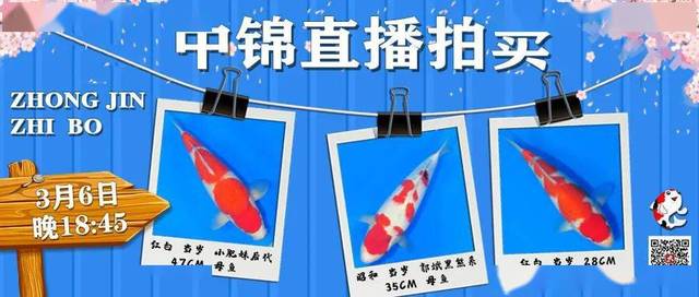 澳门今晚必中一肖一吗,高度协调实施_互助版6.527