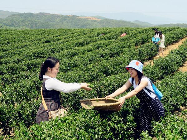 茶惠大道开启新篇章，绿色之旅探寻内心平静之道