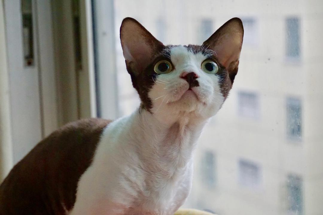 德文卷毛猫价格，背景、时代印记与影响因素分析