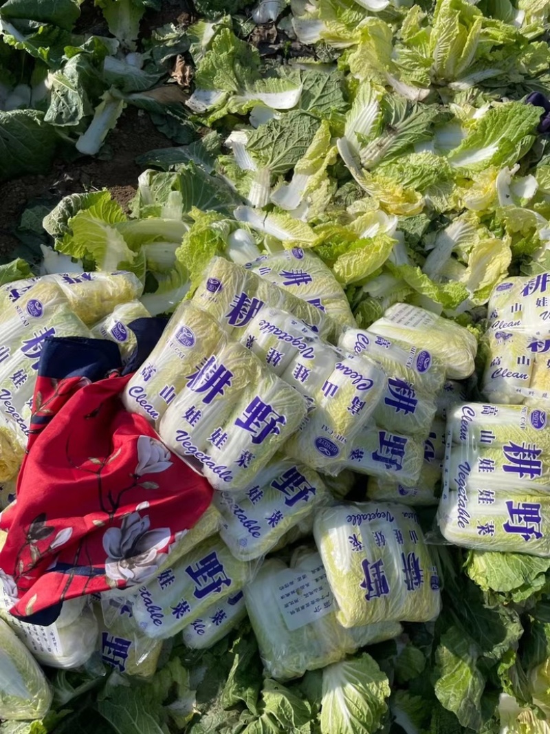 娃娃菜市场行情深度分析与观点阐述