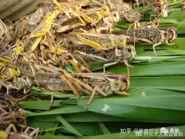 全球关注的生态挑战，蝗虫最新进度报告