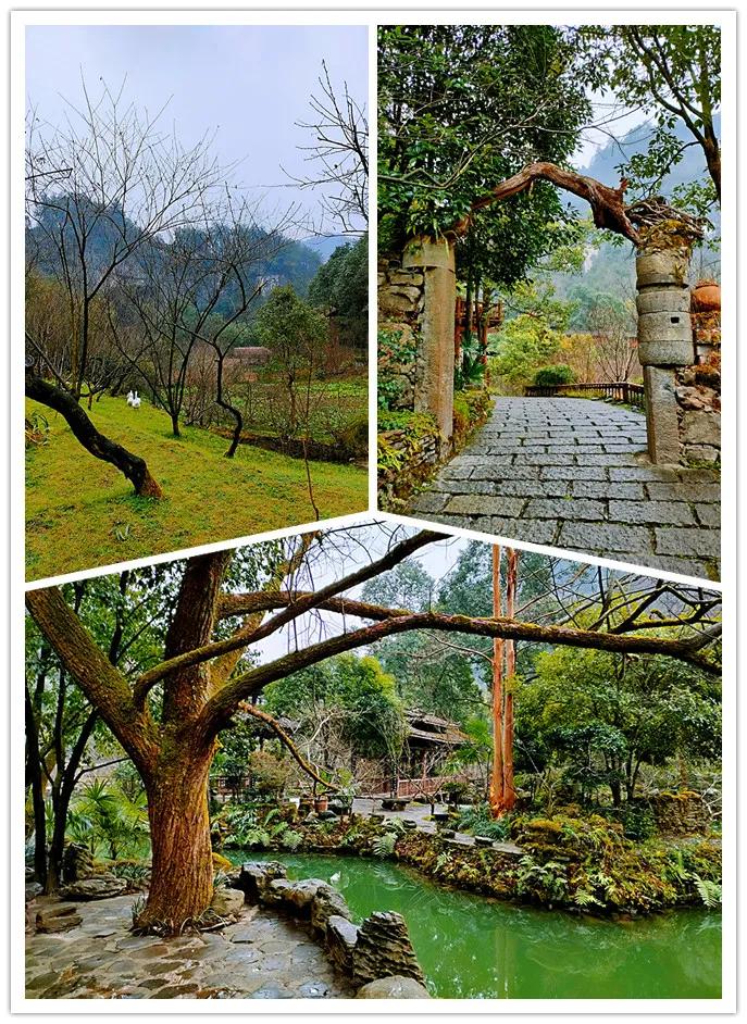 上市旅行社，背景、发展、影响及在旅游新时代的地位