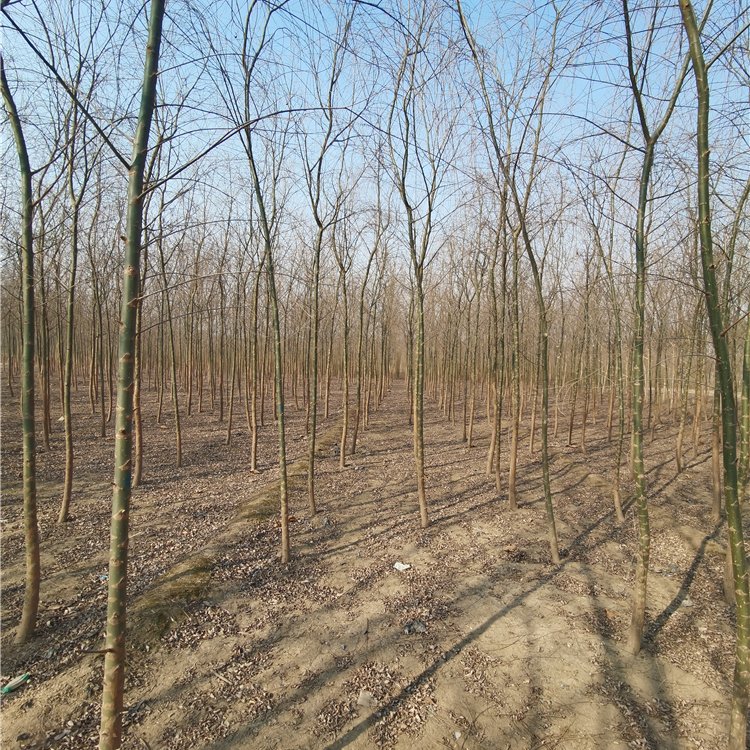 柳树苗行情分析，市场走势、品种特点与发展前景展望