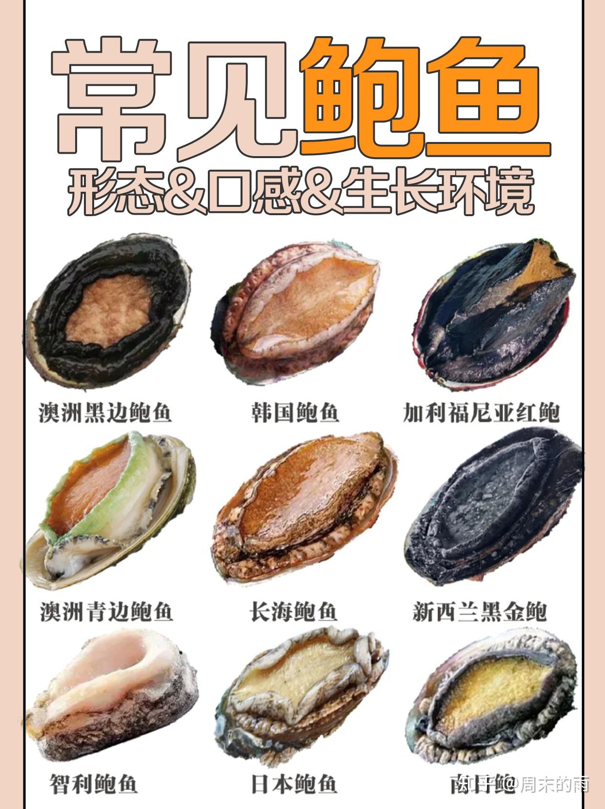 揭秘最新鲍鱼品种，盛宴美味，不容错过！