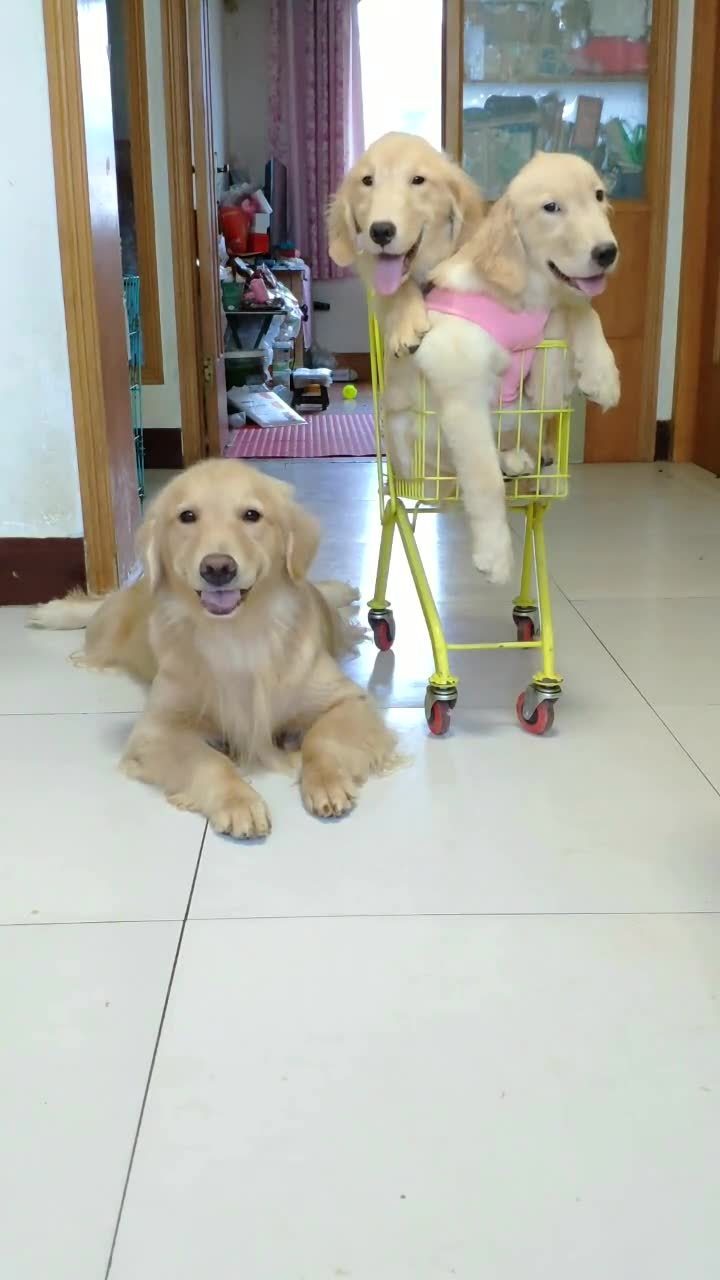 偷狗行为的最新详细步骤指南