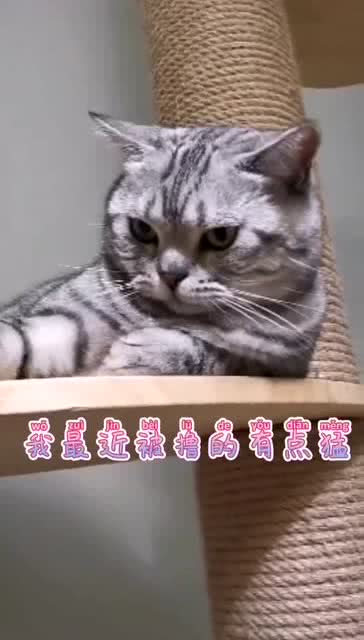 最新撸猫风尚，猫咪时尚魅力与生活科普探索